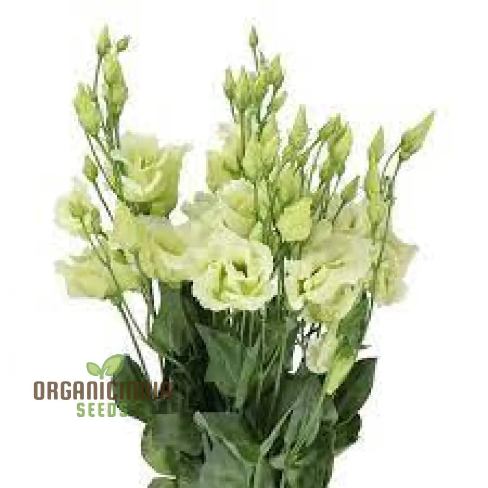 Eustoma Grandiflorum Seeds For Rare Flowers Planting - 100 Pcs Flower Seeds