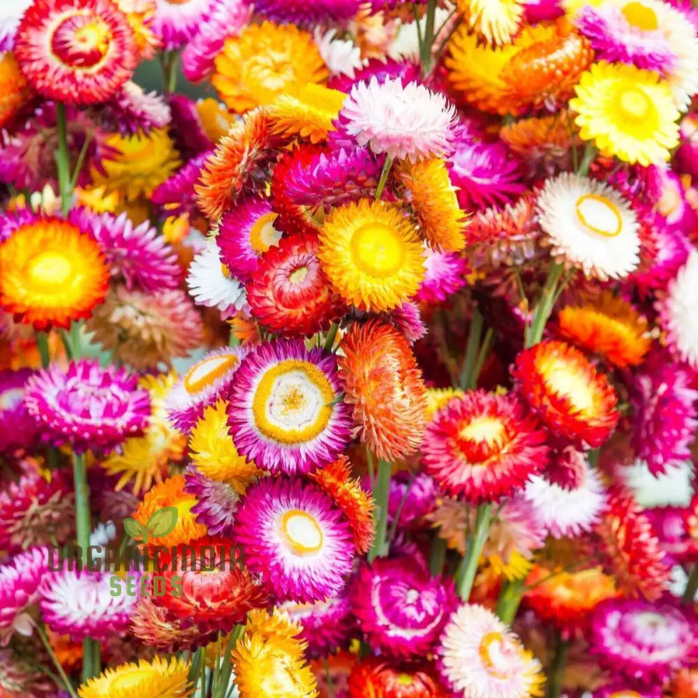 Everlasting Daisy Mixed Seeds – Elevate Your Gardening Experience With Long-Lasting Vibrant Blooms!