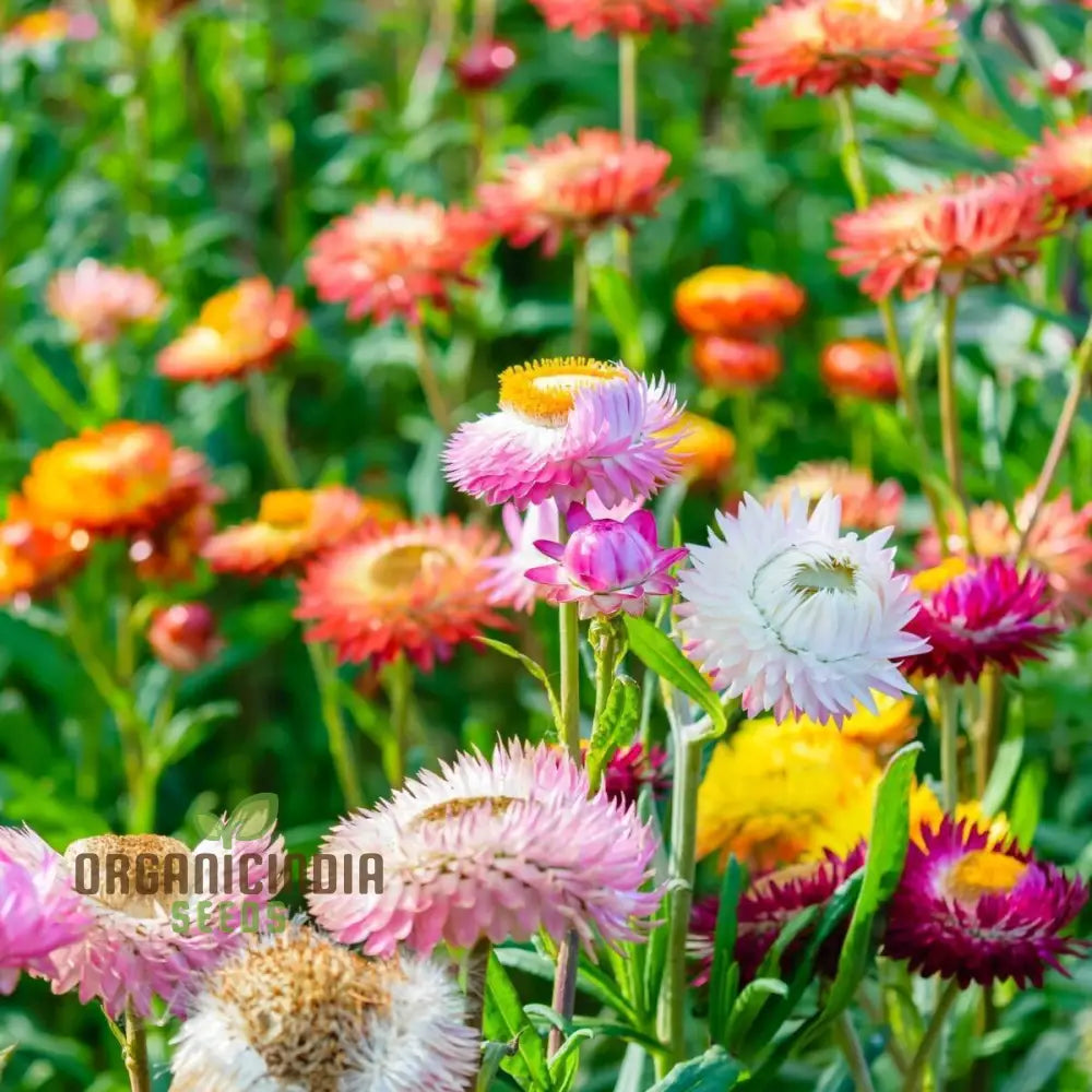 Everlasting Daisy Mixed Seeds – Elevate Your Gardening Experience With Long-Lasting Vibrant Blooms!