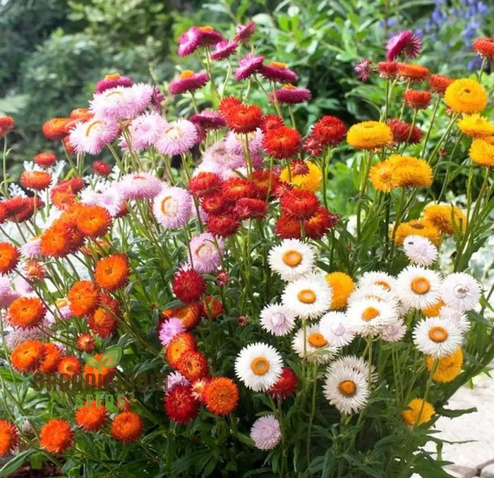 Everlasting Daisy Mixed Seeds – Elevate Your Gardening Experience With Long-Lasting Vibrant Blooms!