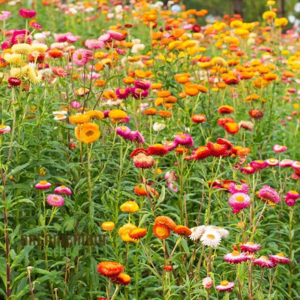 Everlasting Daisy Mixed Seeds – Elevate Your Gardening Experience With Long-Lasting Vibrant Blooms!