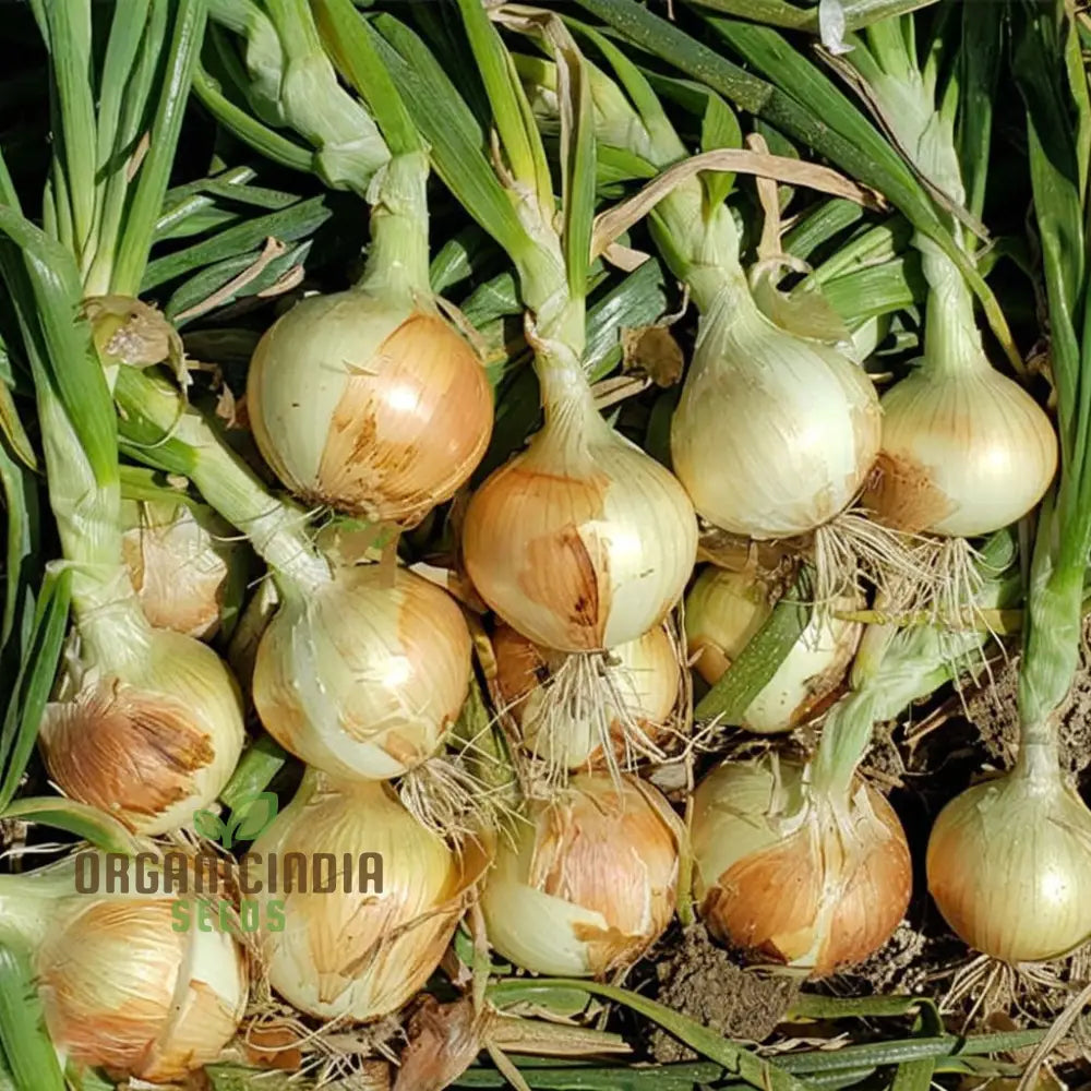 Exhibition Onion Seeds – Elevate Your Gardening With Superior Quality And Exceptional Harvests!