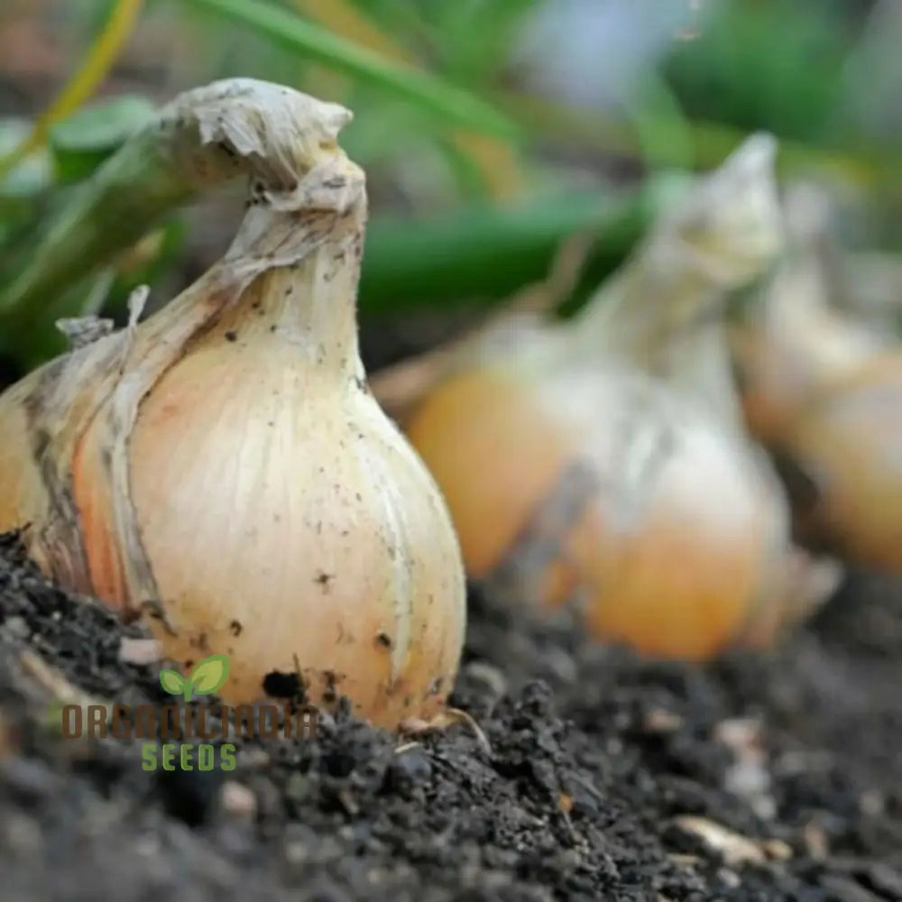 Exhibition Onion Seeds – Elevate Your Gardening With Superior Quality And Exceptional Harvests!