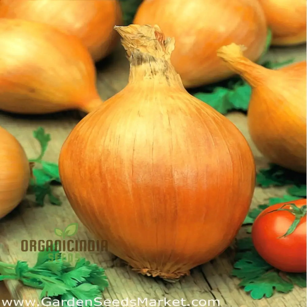 Exhibition Onion Seeds – Elevate Your Gardening With Superior Quality And Exceptional Harvests!