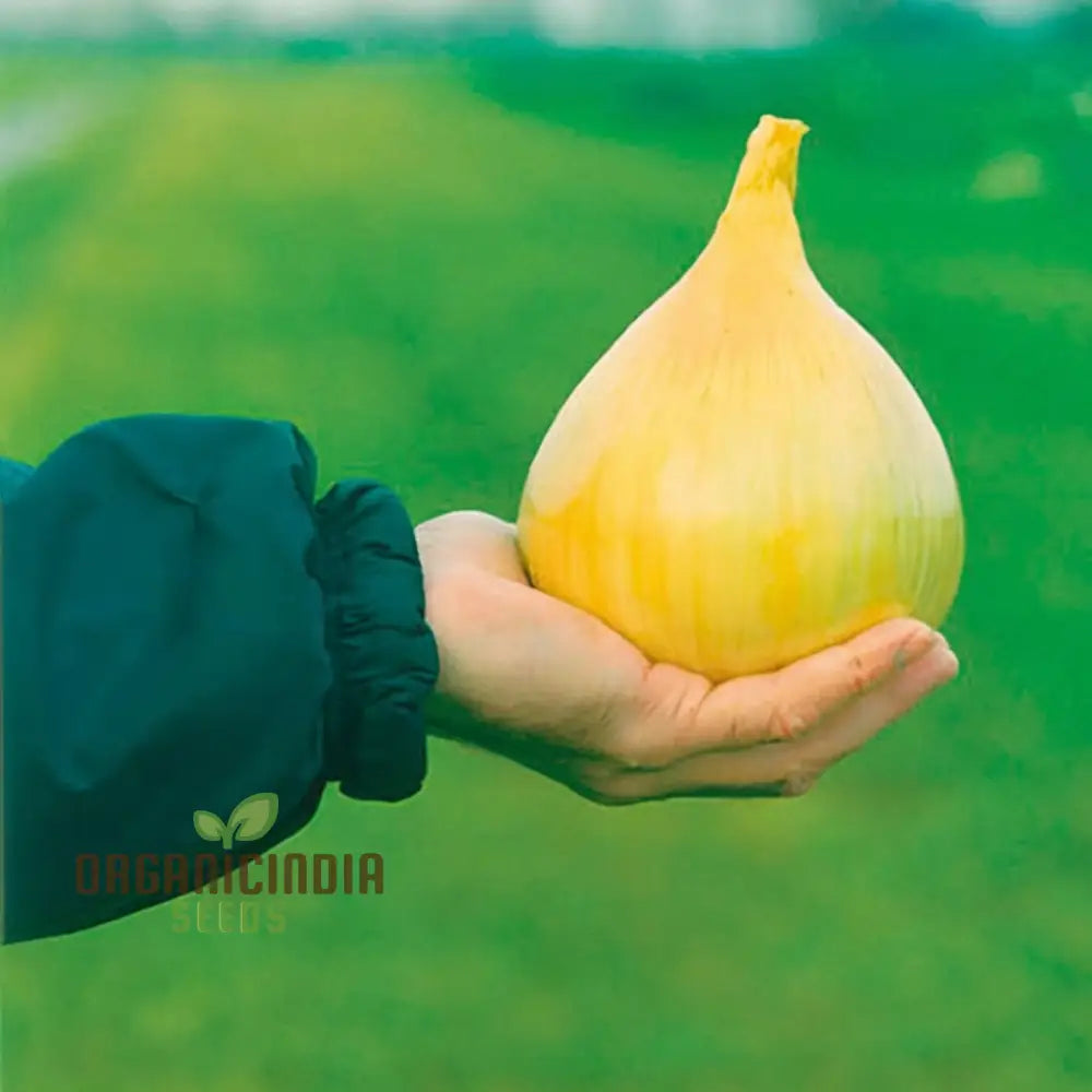 Exhibition Onion Seeds – Elevate Your Gardening With Superior Quality And Exceptional Harvests!