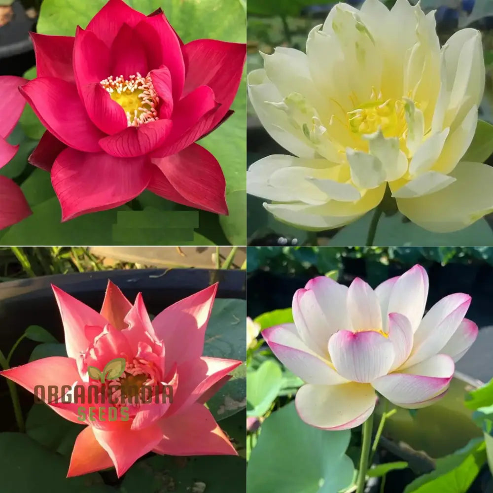 Exotic Aquatic Rose Red Lotus Flower Seeds For Home Garden - 15 Pack | Planting Gardening Plants