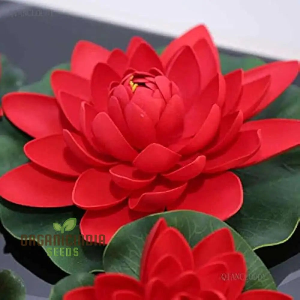 Exotic Aquatic Rose Red Lotus Flower Seeds For Home Garden - 15 Pack | Planting Gardening Plants