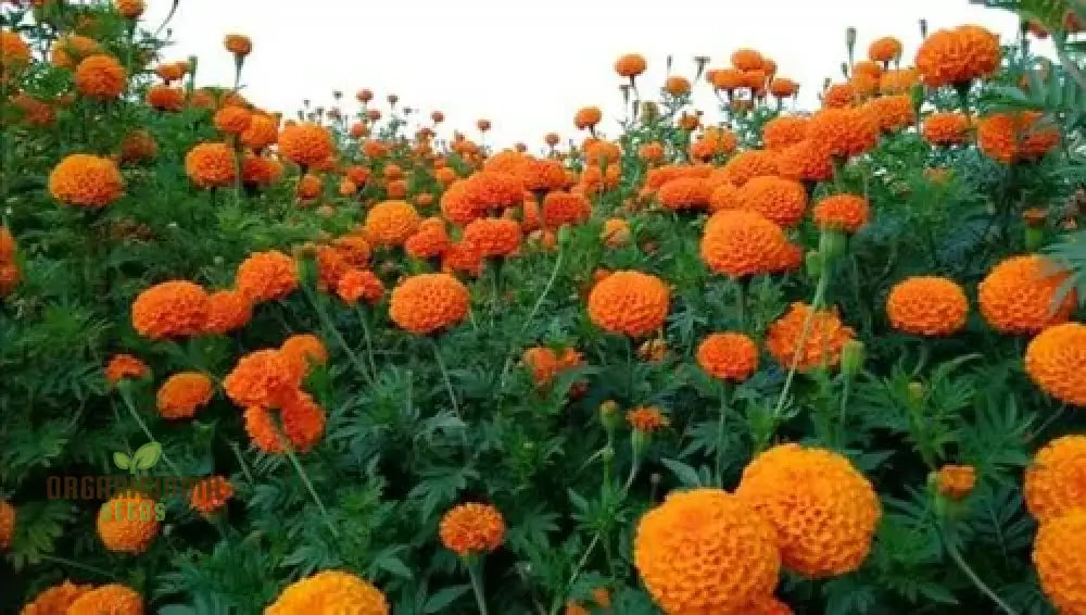 Exotic Blooms: African Marigold Fantastic Mix - Vibrant & Versatile