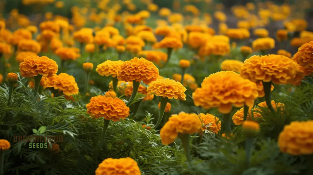 Exotic Blooms: African Marigold Fantastic Mix - Vibrant & Versatile