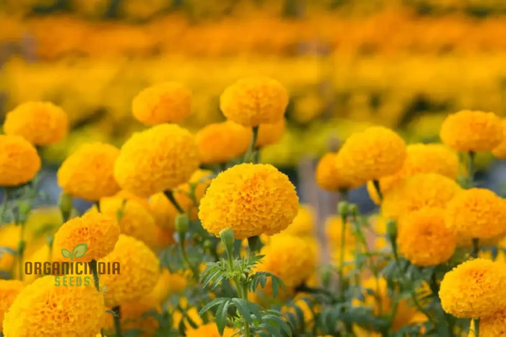 Exotic Blooms: African Marigold Fantastic Mix - Vibrant & Versatile