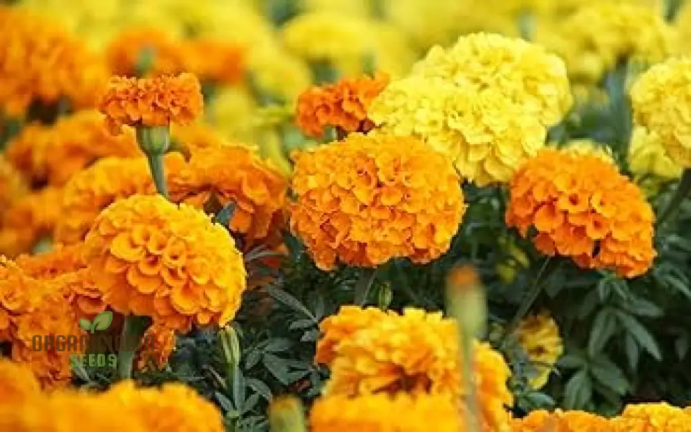 Exotic Blooms: African Marigold Fantastic Mix - Vibrant & Versatile