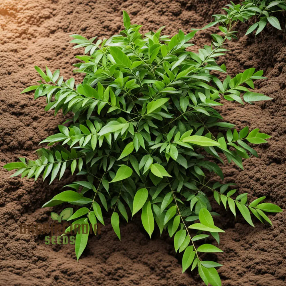 Exotic Curry Leaf Vegetable Seeds Murraya Koenigii For Planting - 100 Pcs 500 Herb