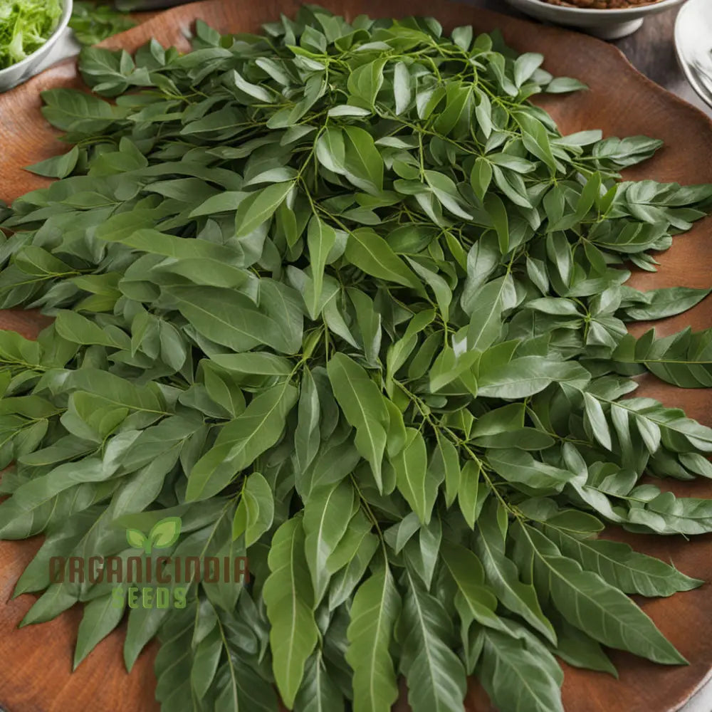 Exotic Curry Leaf Vegetable Seeds Murraya Koenigii For Planting - 100 Pcs Herb