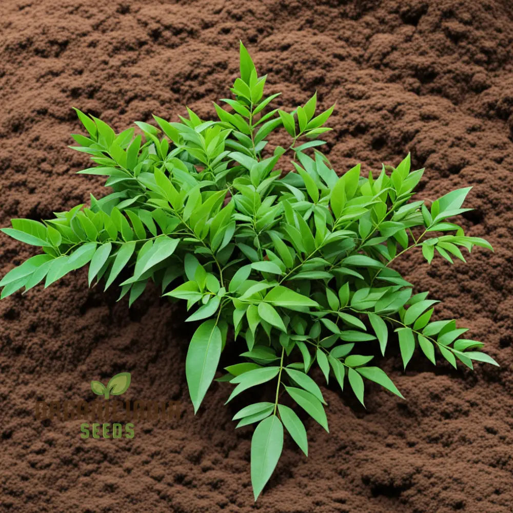 Exotic Curry Leaf Vegetable Seeds Murraya Koenigii For Planting - 100 Pcs Herb