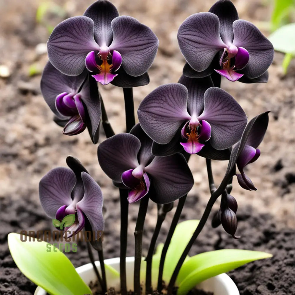 Exotic Elegance: Black Phalaenopsis Orchid Seeds - Add Sophistication To Your Indoor Garden