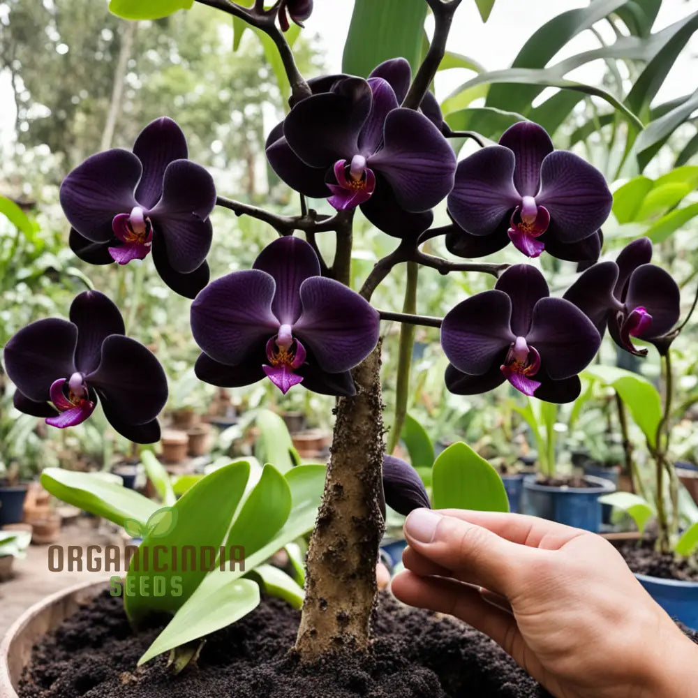 Exotic Elegance: Black Phalaenopsis Orchid Seeds - Add Sophistication To Your Indoor Garden