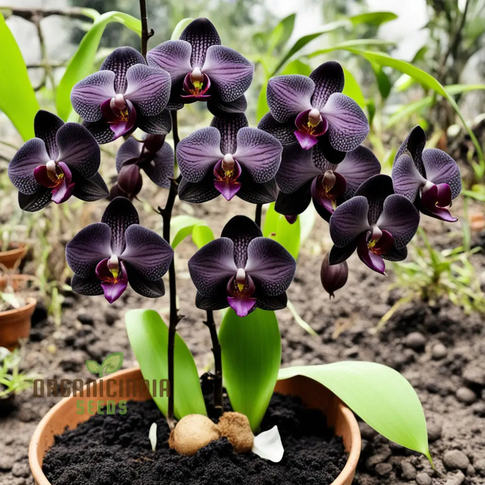 Exotic Elegance: Black Phalaenopsis Orchid Seeds - Add Sophistication To Your Indoor Garden