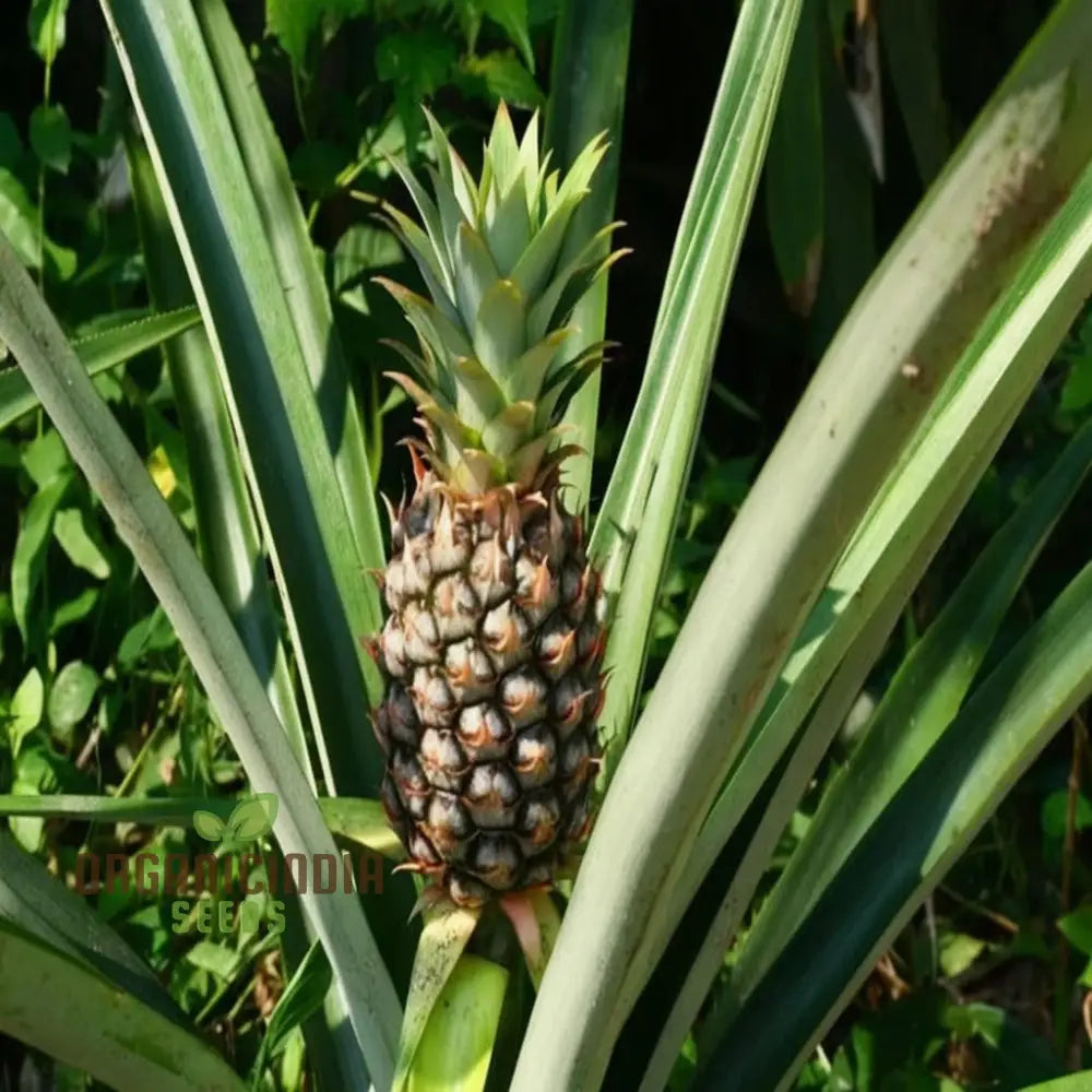 Exotic Pineapple Fruit Seeds For Gardening & Planting