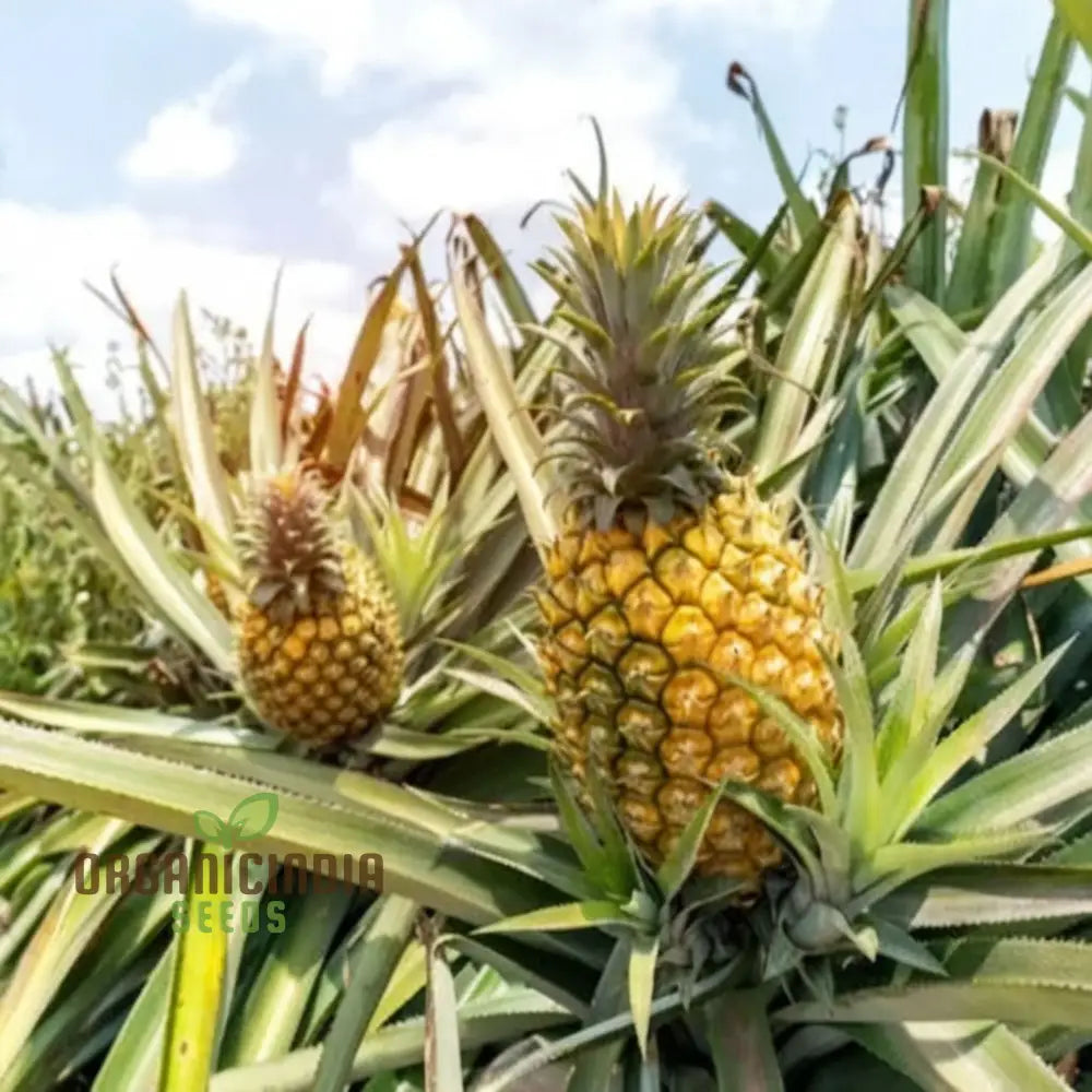 Exotic Pineapple Fruit Seeds For Gardening & Planting