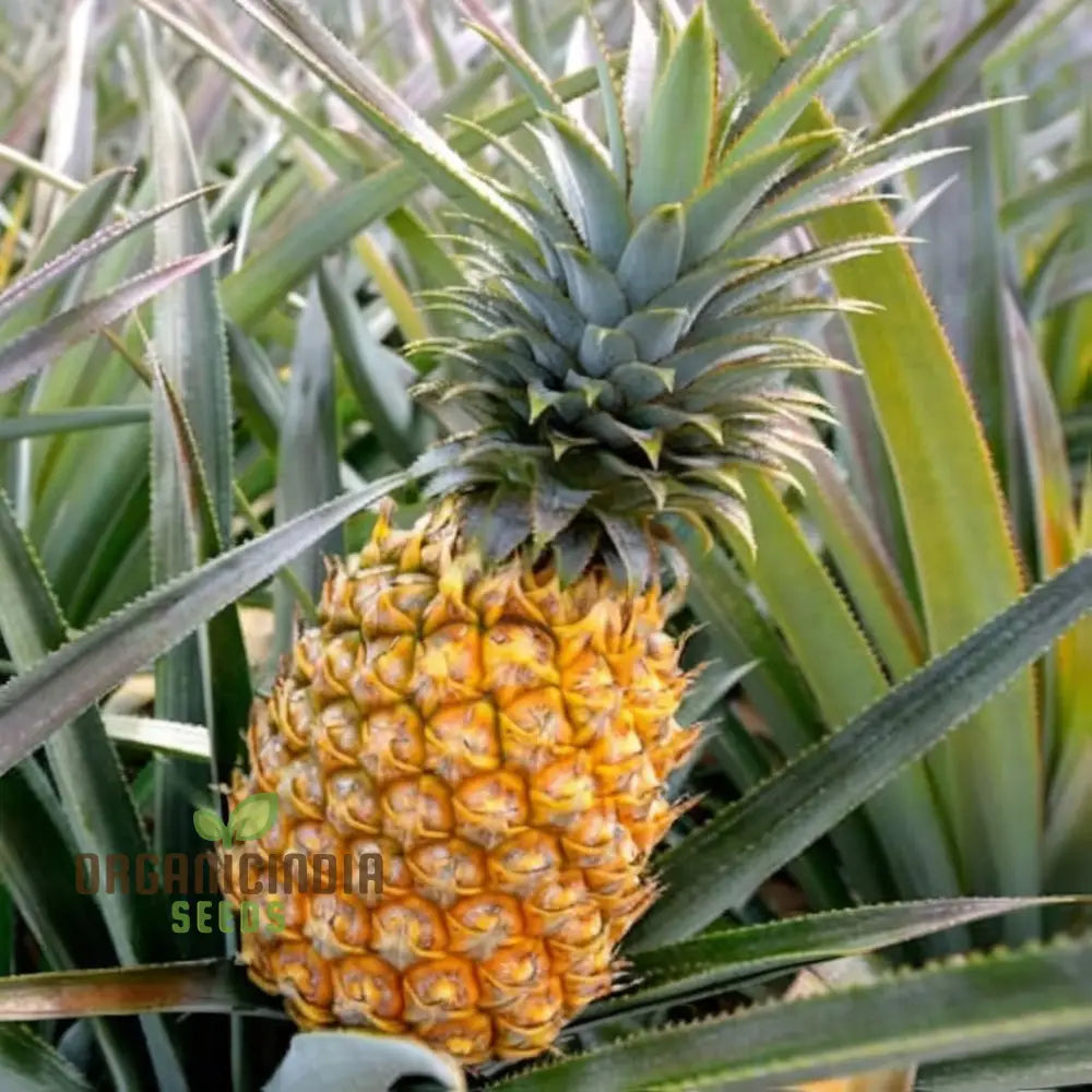 Exotic Pineapple Fruit Seeds For Gardening & Planting