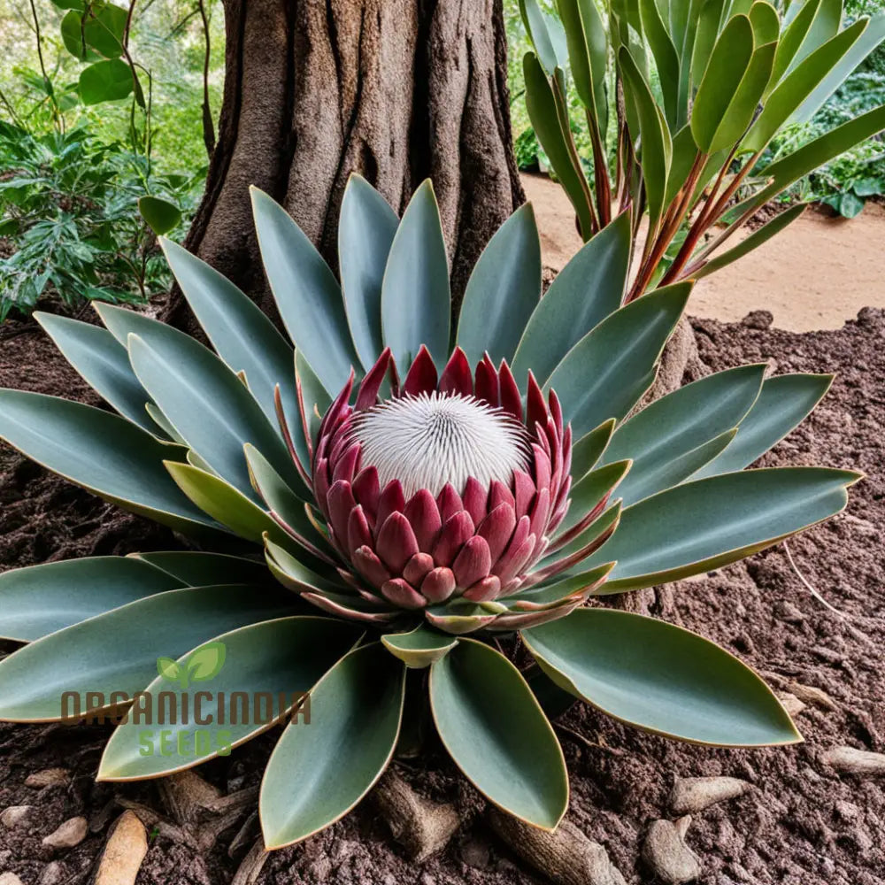 Exotic Protea Flower Plant Seeds - Stunning Blooms For Your Garden Perennials