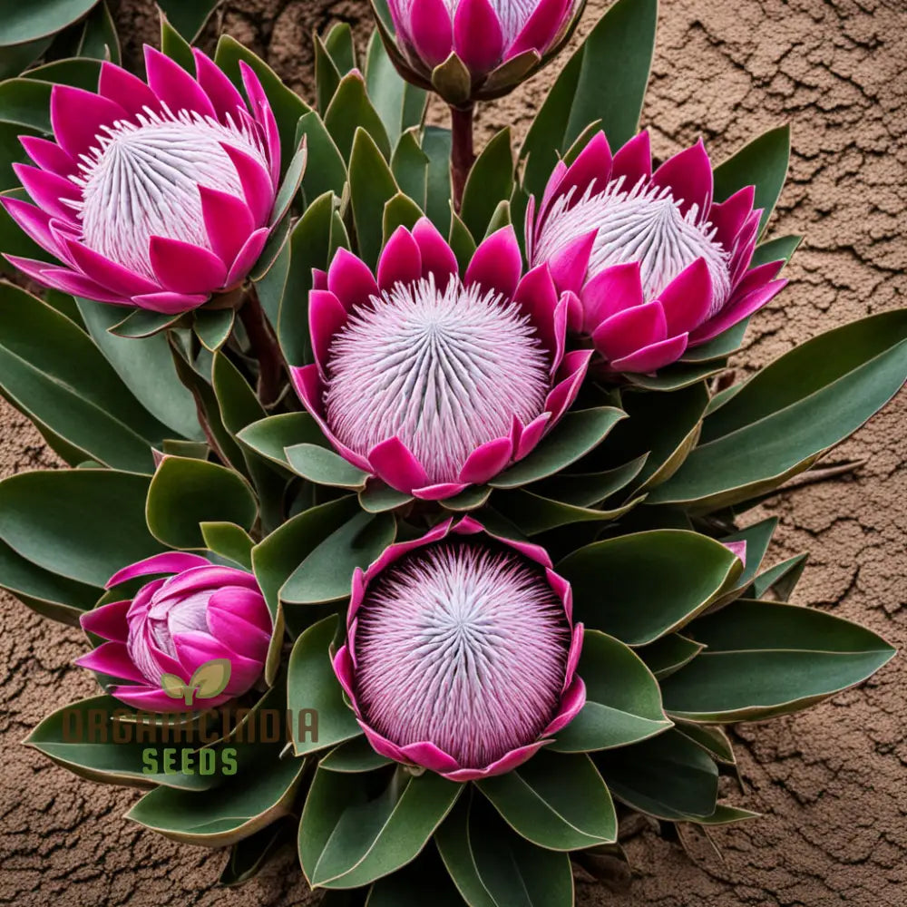 Exotic Protea Flower Plant Seeds - Stunning Blooms For Your Garden Perennials