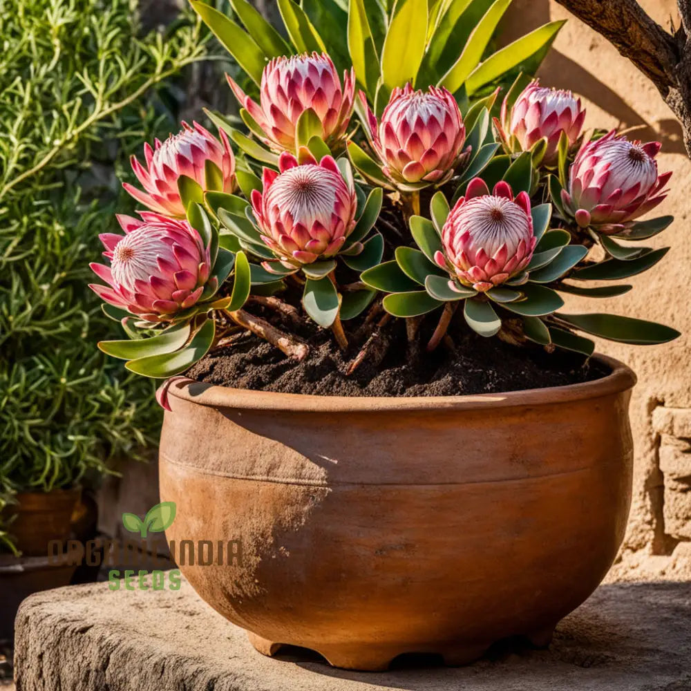 Exotic Protea Flower Plant Seeds - Stunning Blooms For Your Garden Perennials