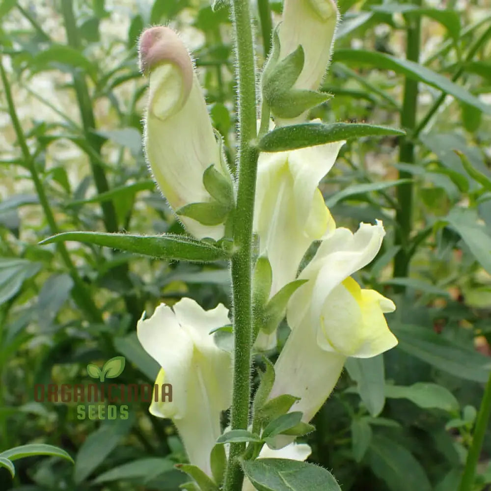 Exquisite Antirrhinum Braun-Blanquetii: Rare Snapdragon For Enthusiastic Gardeners Seeking Unique