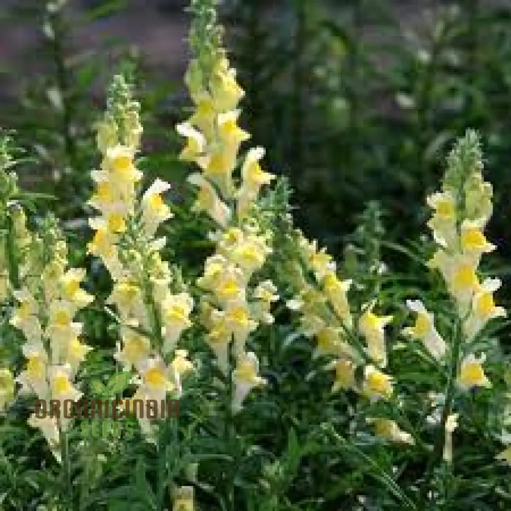 Exquisite Antirrhinum Braun-Blanquetii: Rare Snapdragon For Enthusiastic Gardeners Seeking Unique