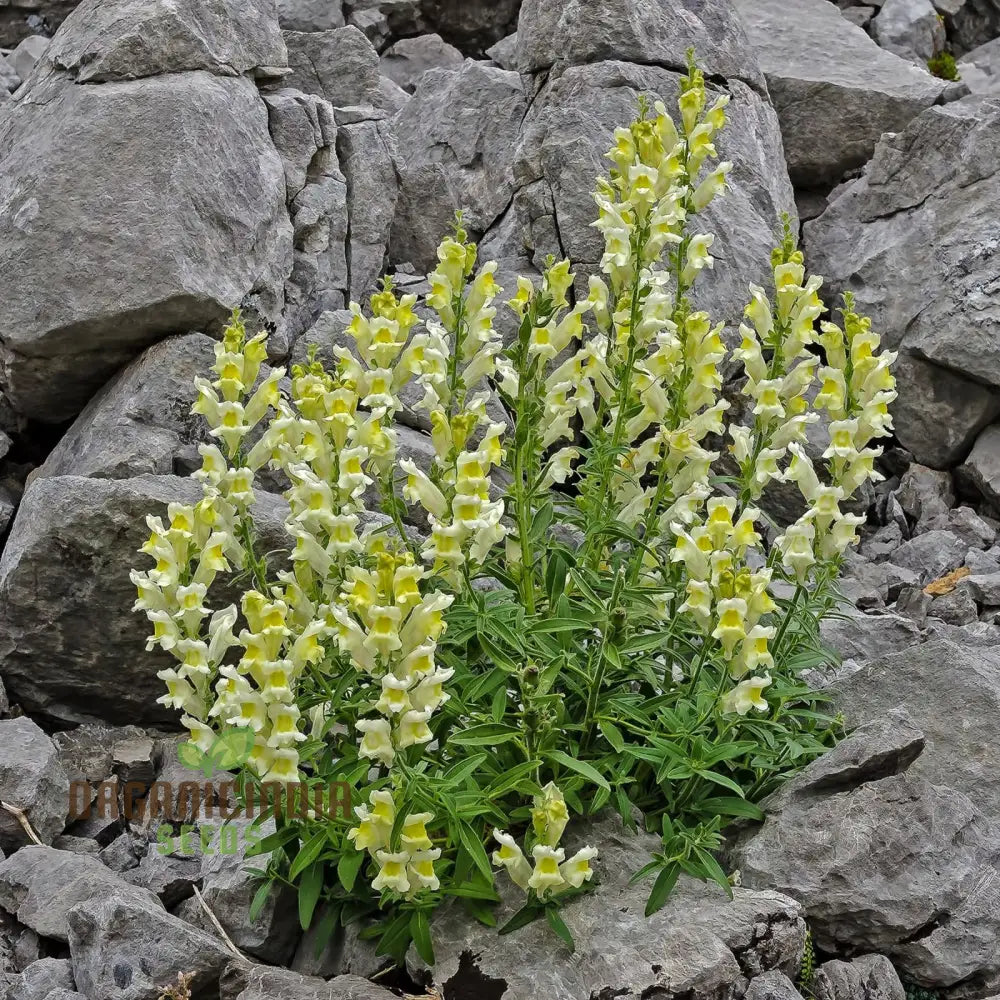 Exquisite Antirrhinum Braun-Blanquetii: Rare Snapdragon For Enthusiastic Gardeners Seeking Unique