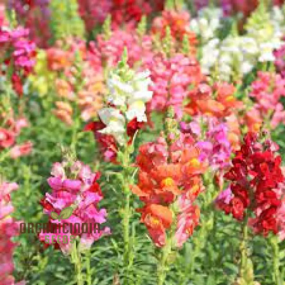 Exquisite Antirrhinum Majus ’Angel Towers’ - Majestic Snapdragons For Your Garden Delight