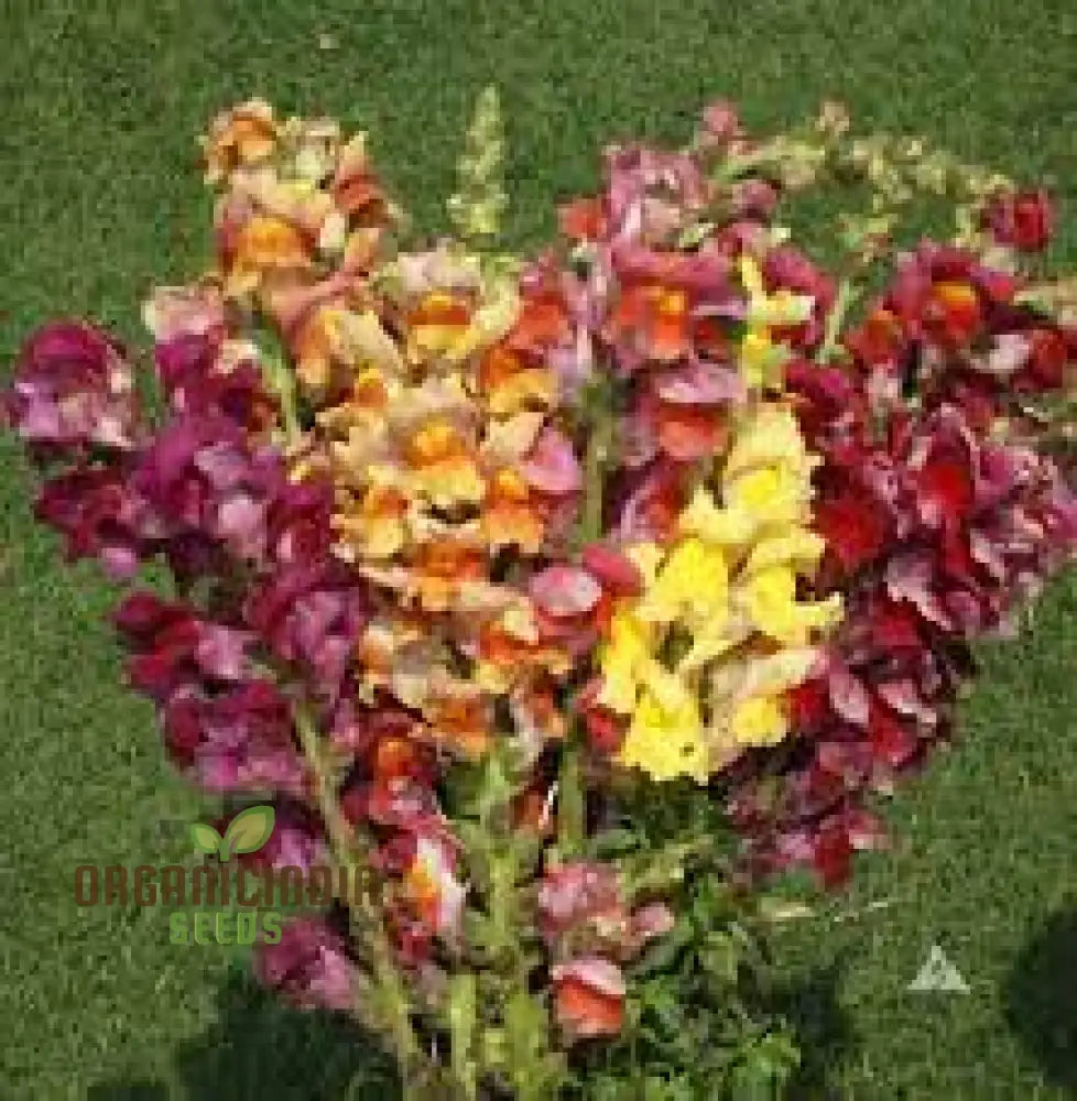 Exquisite Antirrhinum Majus â€™Angel Towersâ€™ - Majestic Snapdragons For Your Garden Delight