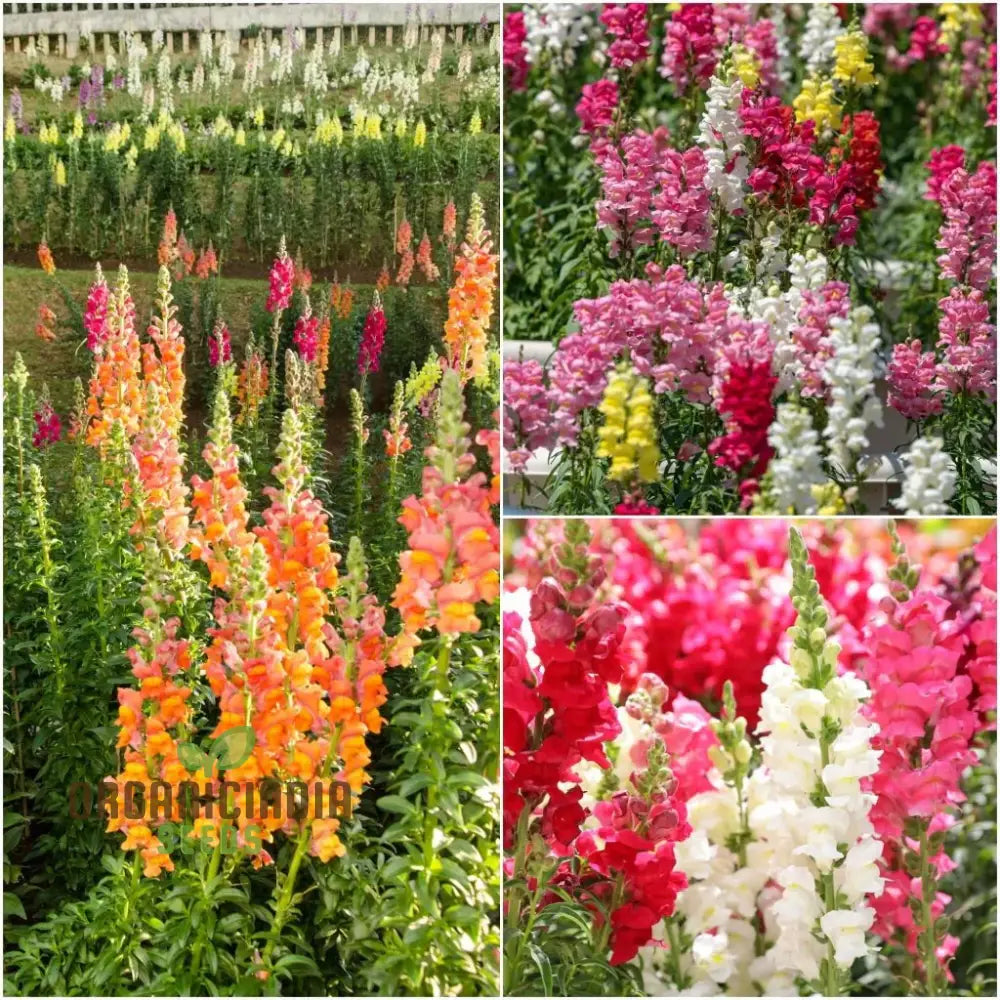 Exquisite Antirrhinum Majus ’Angel Towers’ - Majestic Snapdragons For Your Garden Delight