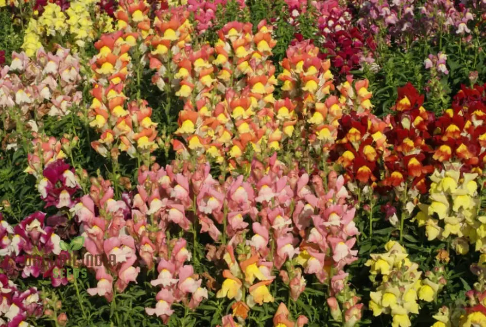 Exquisite Antirrhinum Majus ’Angel Towers’ - Majestic Snapdragons For Your Garden Delight