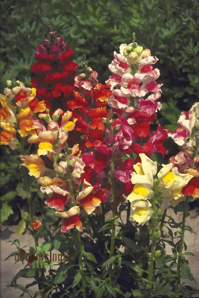 Exquisite Antirrhinum Majus ’Angel Towers’ - Majestic Snapdragons For Your Garden Delight