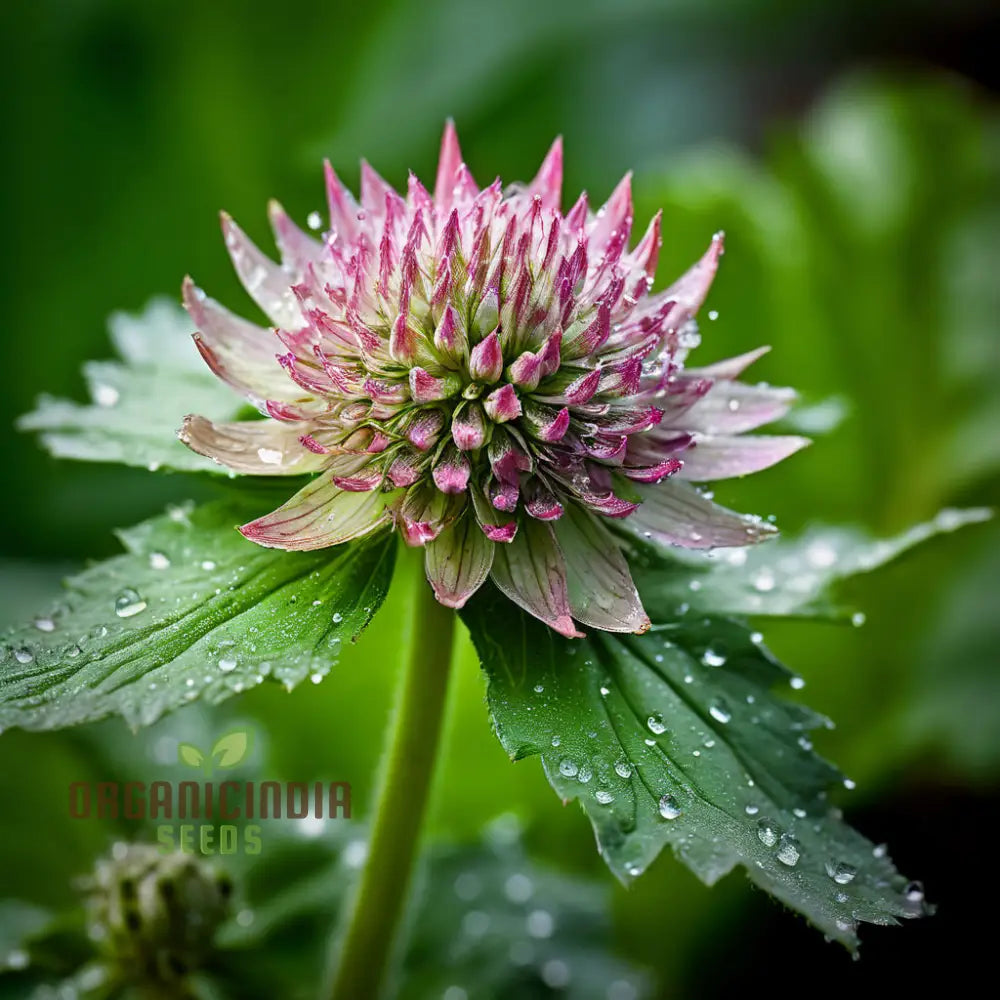 Exquisite Astrantia Flower Seeds Mixed Varieties: Premium For Planting And Gardening Cultivate A