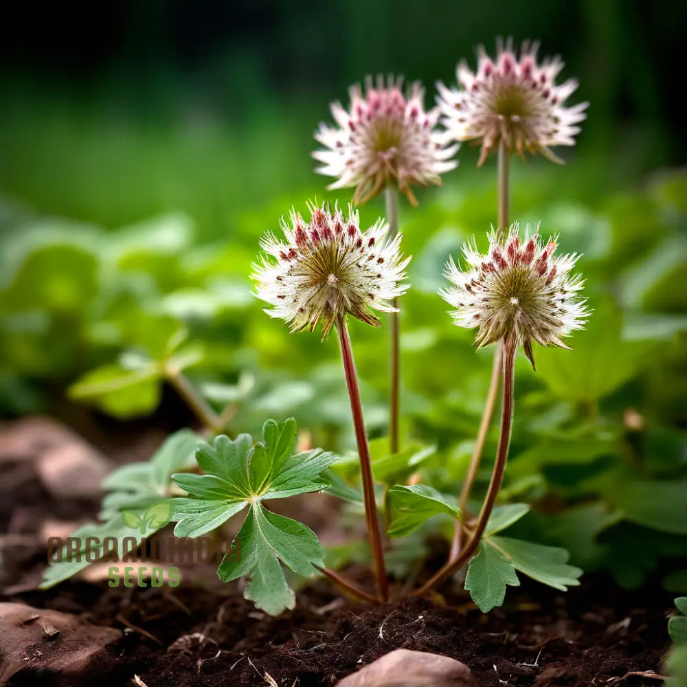 Exquisite Astrantia Flower Seeds Mixed Varieties: Premium For Planting And Gardening Cultivate A