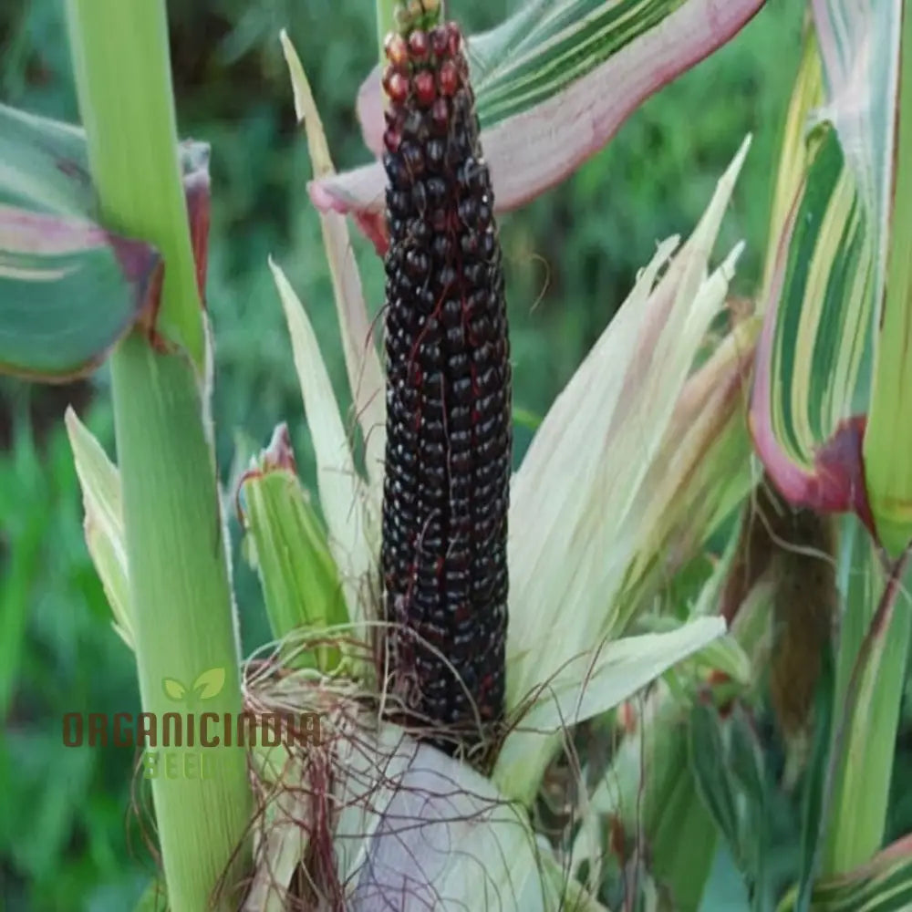 Exquisite Black Sweet Corn Seeds Planting For Delectable Harvests Squash And Gourds