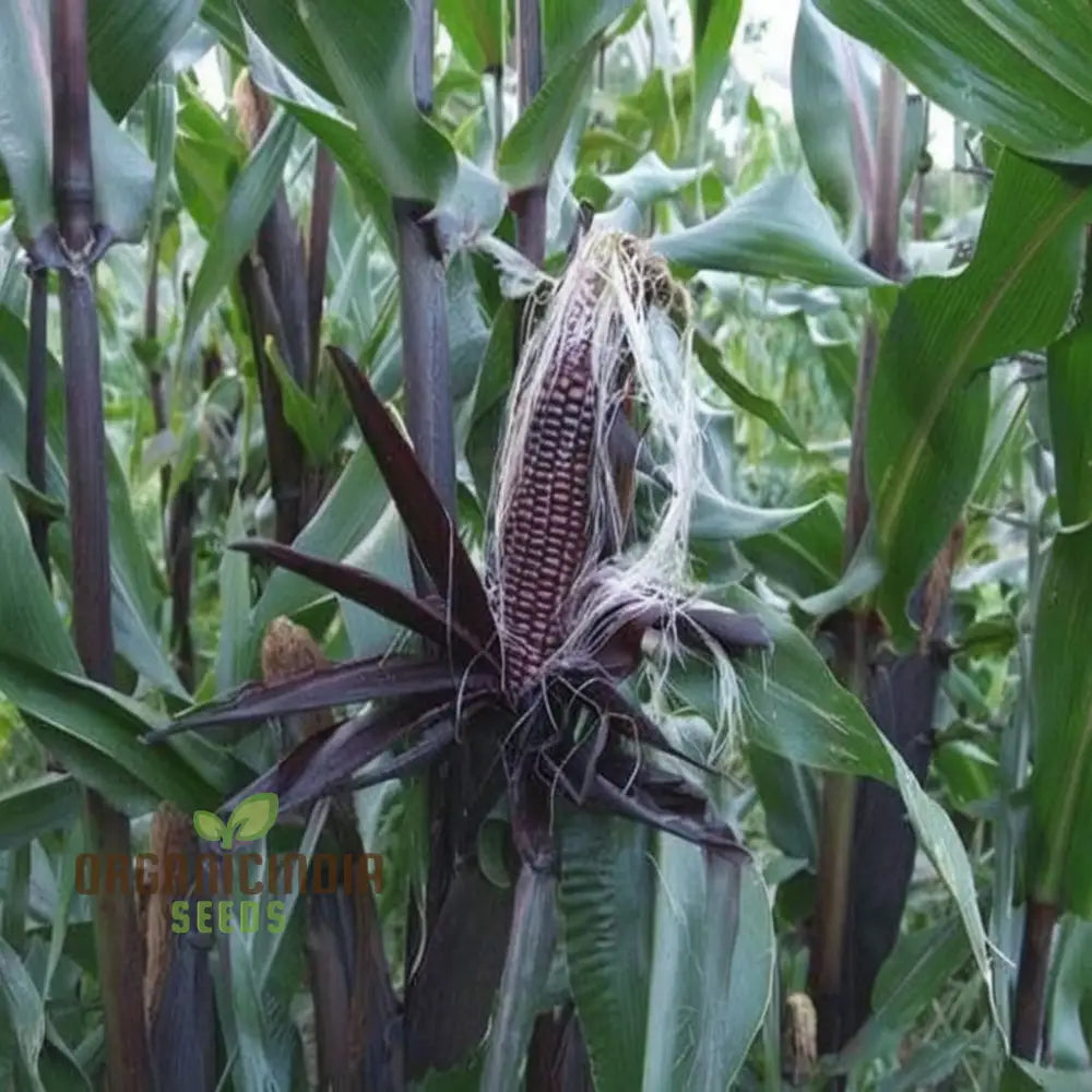 Exquisite Black Sweet Corn Seeds Planting For Delectable Harvests Squash And Gourds