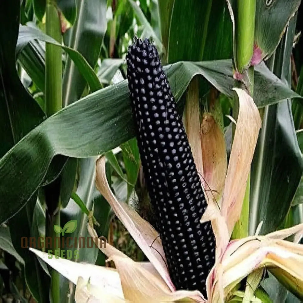 Exquisite Black Sweet Corn Seeds Planting For Delectable Harvests Squash And Gourds