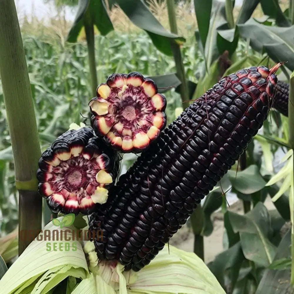 Exquisite Black Sweet Corn Seeds Planting For Delectable Harvests Squash And Gourds