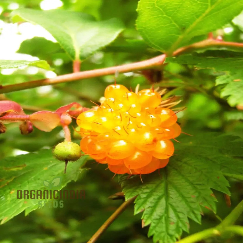 Exquisite Golden Raspberry Fruit Seeds - Cultivate Your Garden With Lush Delicious Berries Through