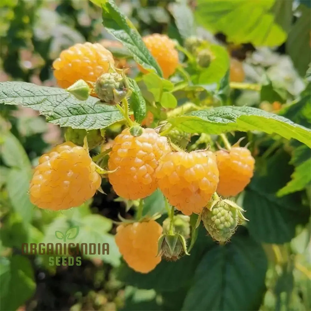 Exquisite Golden Raspberry Fruit Seeds - Cultivate Your Garden With Lush Delicious Berries Through