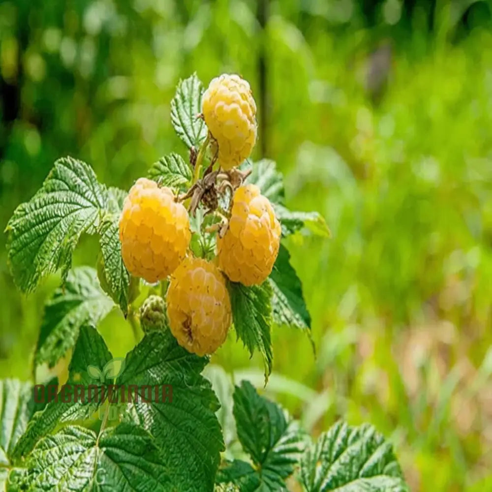 Exquisite Golden Raspberry Fruit Seeds - Cultivate Your Garden With Lush Delicious Berries Through