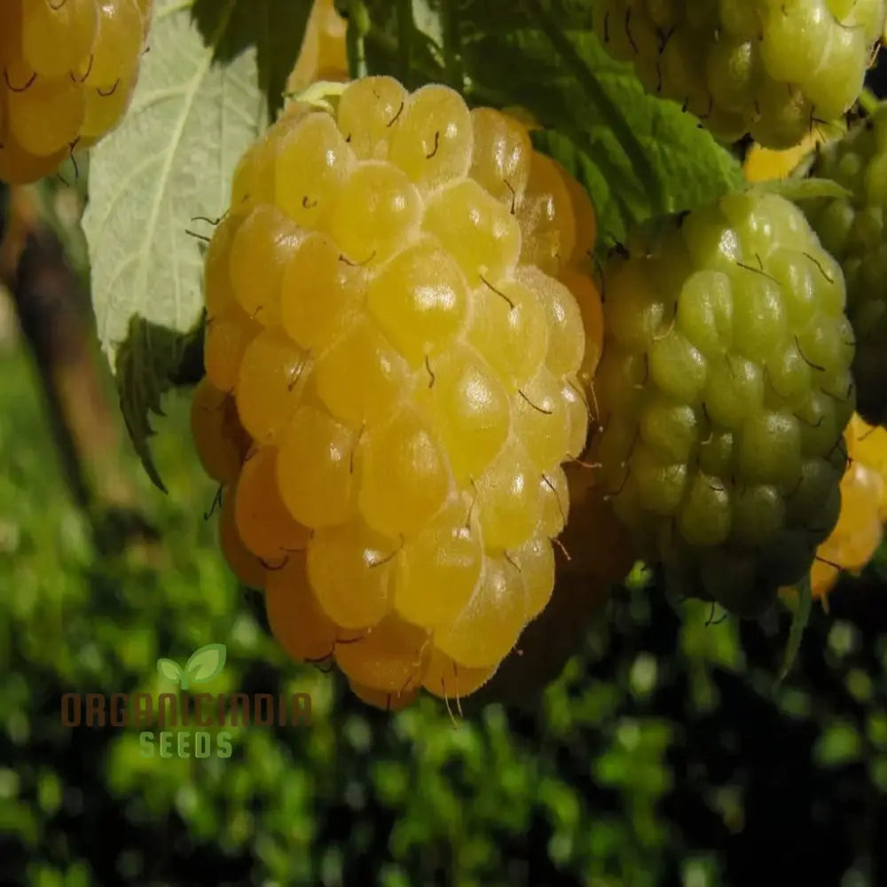 Exquisite Golden Raspberry Fruit Seeds - Cultivate Your Garden With Lush Delicious Berries Through