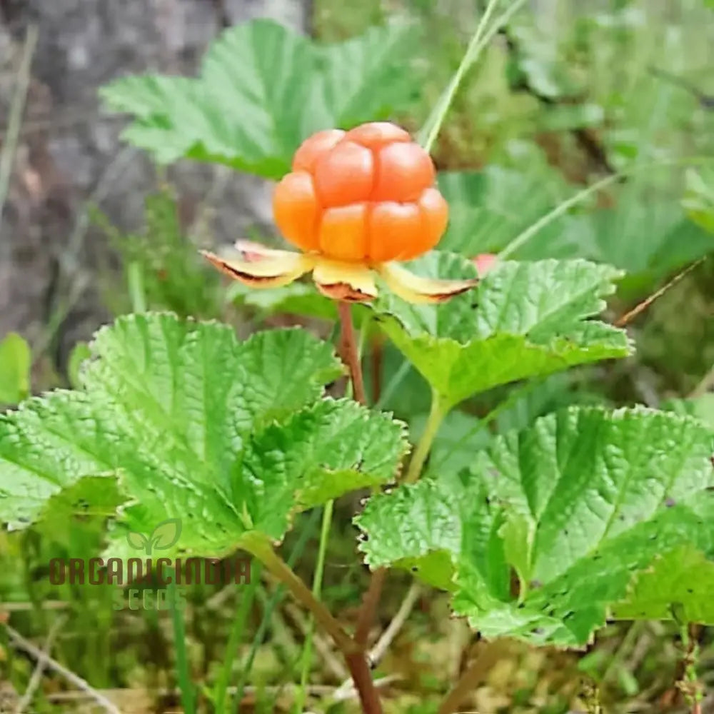 Exquisite Golden Raspberry Fruit Seeds - Cultivate Your Garden With Lush Delicious Berries Through