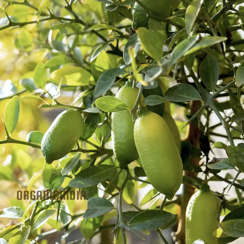 Exquisite Green Finger Lime Fruit Seeds Cultivate Your Own Citrus Oasis Planting