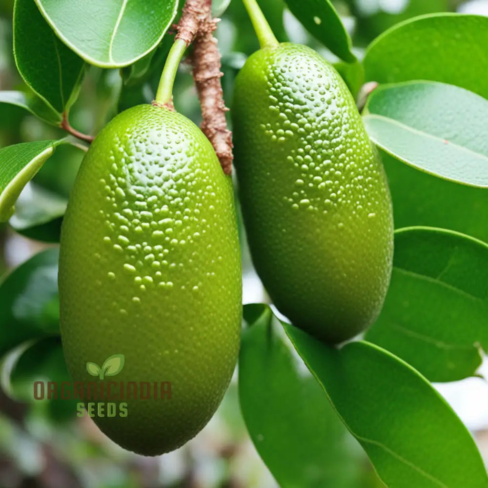 Exquisite Green Finger Lime Fruit Seeds Cultivate Your Own Citrus Oasis Planting