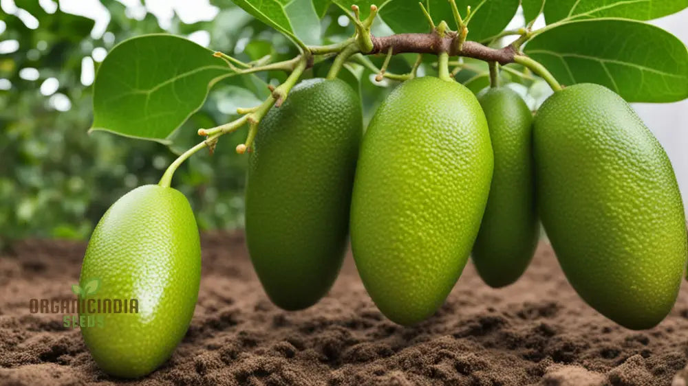 Exquisite Green Finger Lime Fruit Seeds Cultivate Your Own Citrus Oasis Planting