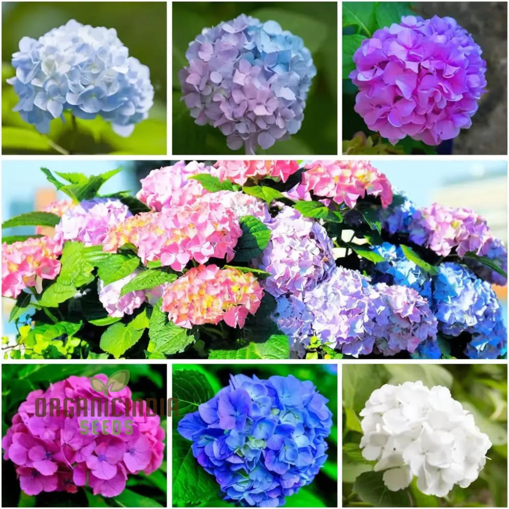 Exquisite Hydrangea Flower Seeds Mix For Breathtaking Gardens A Must-Have Planting And Gardening